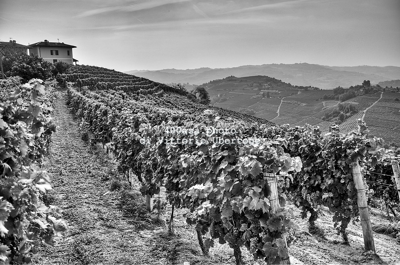 moscato2013_UBE01.jpg