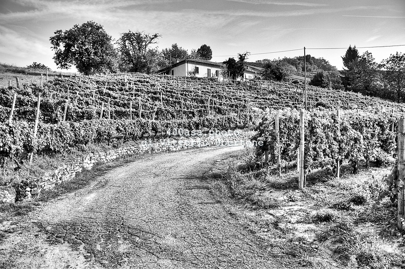 moscato2013_UBE03.jpg