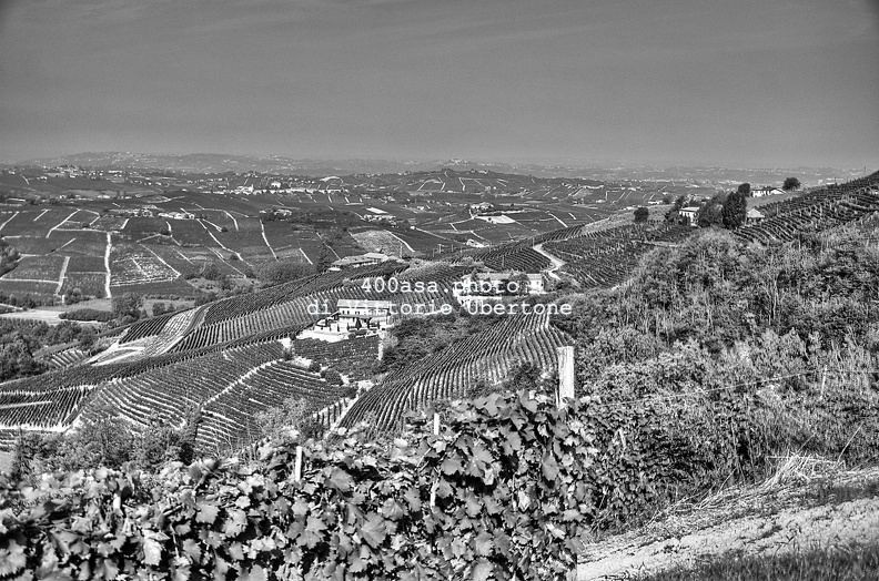moscato2013_UBE06.jpg
