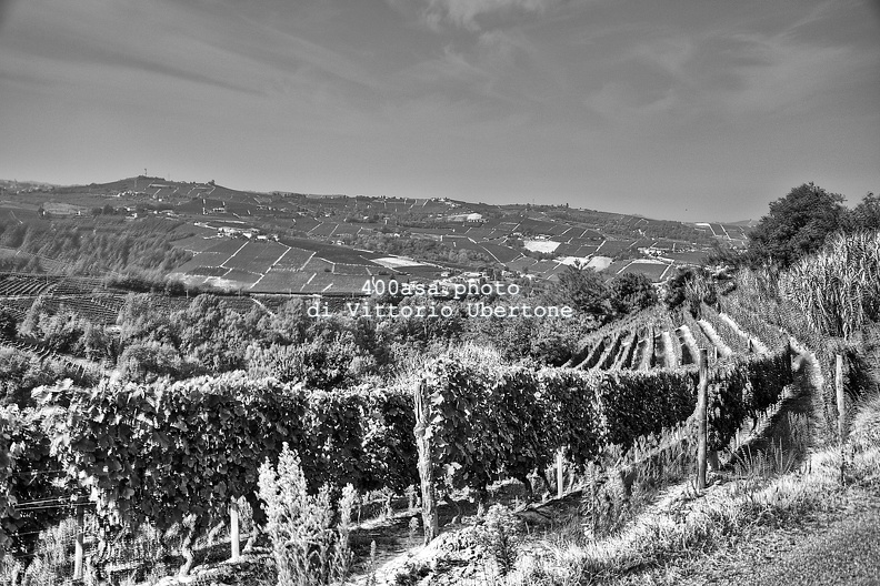 moscato2013_UBE07.jpg