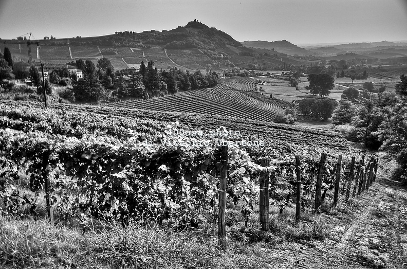 moscato2013_UBE12.jpg