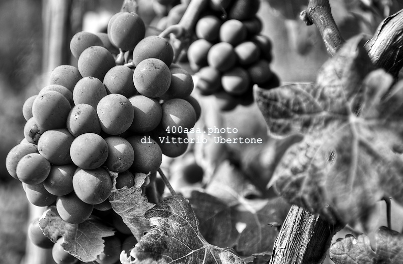 moscato2013_UBE14.jpg