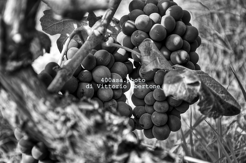 moscato2013_UBE15.jpg
