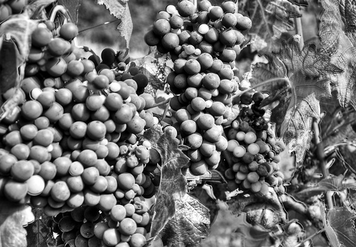 moscato2013 UBE16