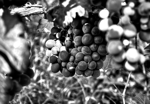 moscato2013 UBE17