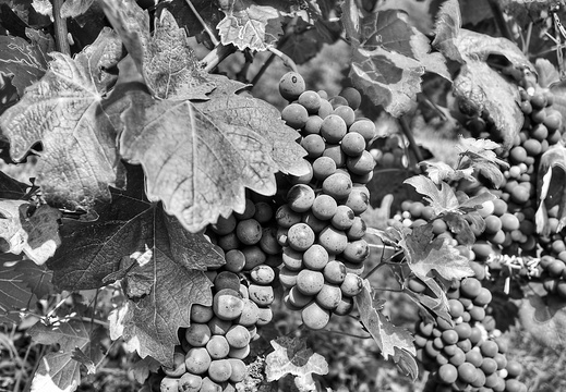 moscato2013 UBE18