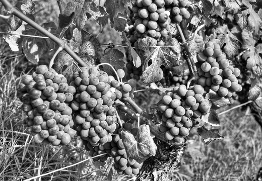 moscato2013 UBE19