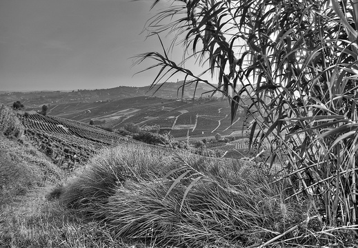 moscato2013 UBE21