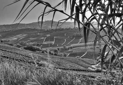 moscato2013 UBE22