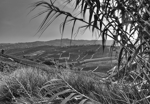 moscato2013 UBE23