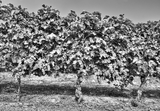 moscato2013 UBE24