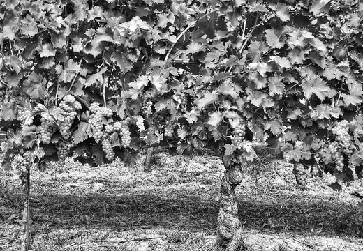 moscato2013 UBE25
