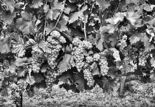 moscato2013 UBE26