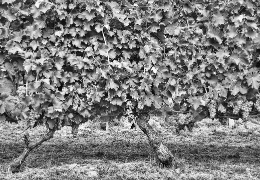 moscato2013 UBE27