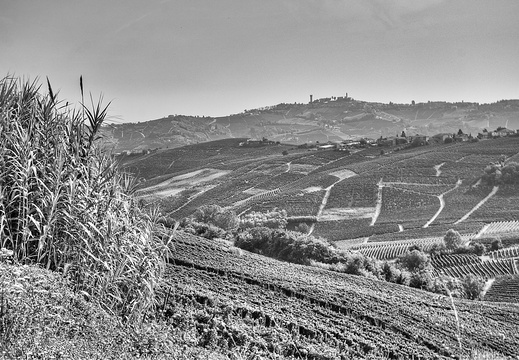 moscato2013 UBE28