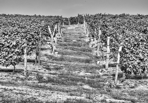 moscato2013 UBE29