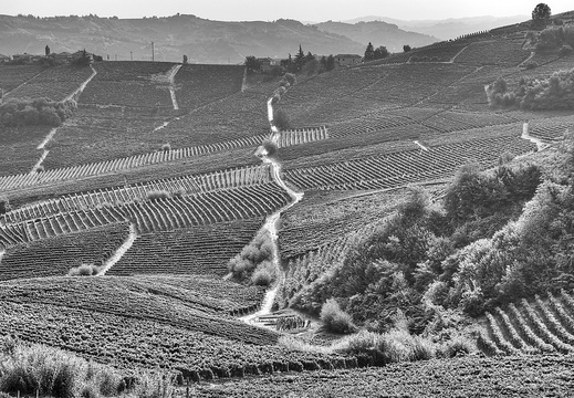 moscato2013 UBE30