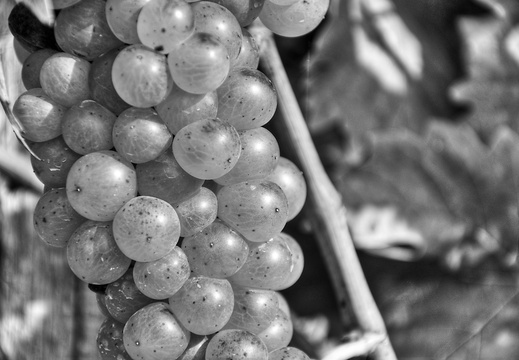 moscato2013 UBE34