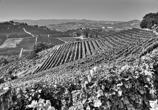 moscato2013 UBE43
