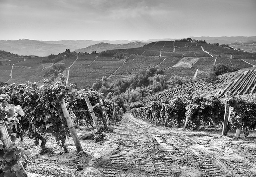 moscato2013 UBE46