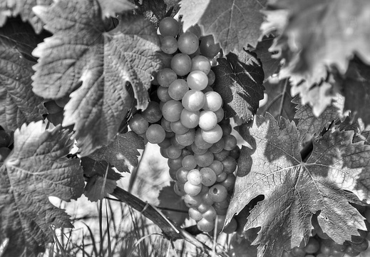 moscato2013 UBE48