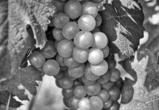 moscato2013 UBE49