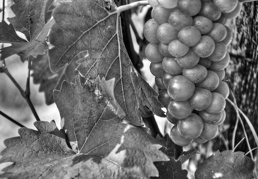 moscato2013 UBE50