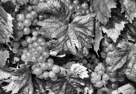 moscato2013 UBE51
