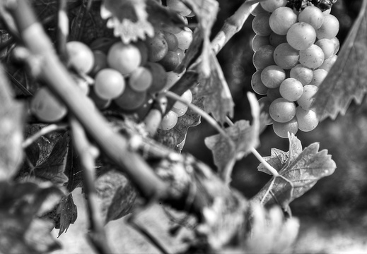 moscato2013 UBE52