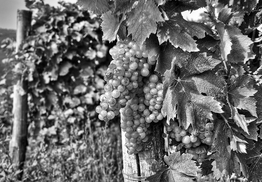 moscato2013 UBE54