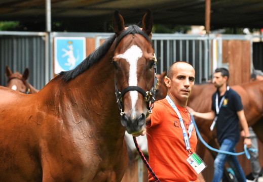 220902palioUBE051