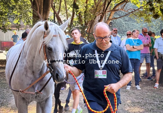 260904palio010