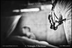 PALIO DI ASTI anno 2023 - 1 settembre 2023 piazza Alfieri Prove cavalli - fotografia di Vittorio Ubertone  https://www.400asa.photo - http://www.saporidelpiemonte.net