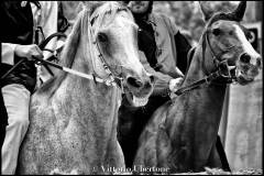Fantini e Cavalli al Palio di Asti - fotografia di Vittorio Ubertone