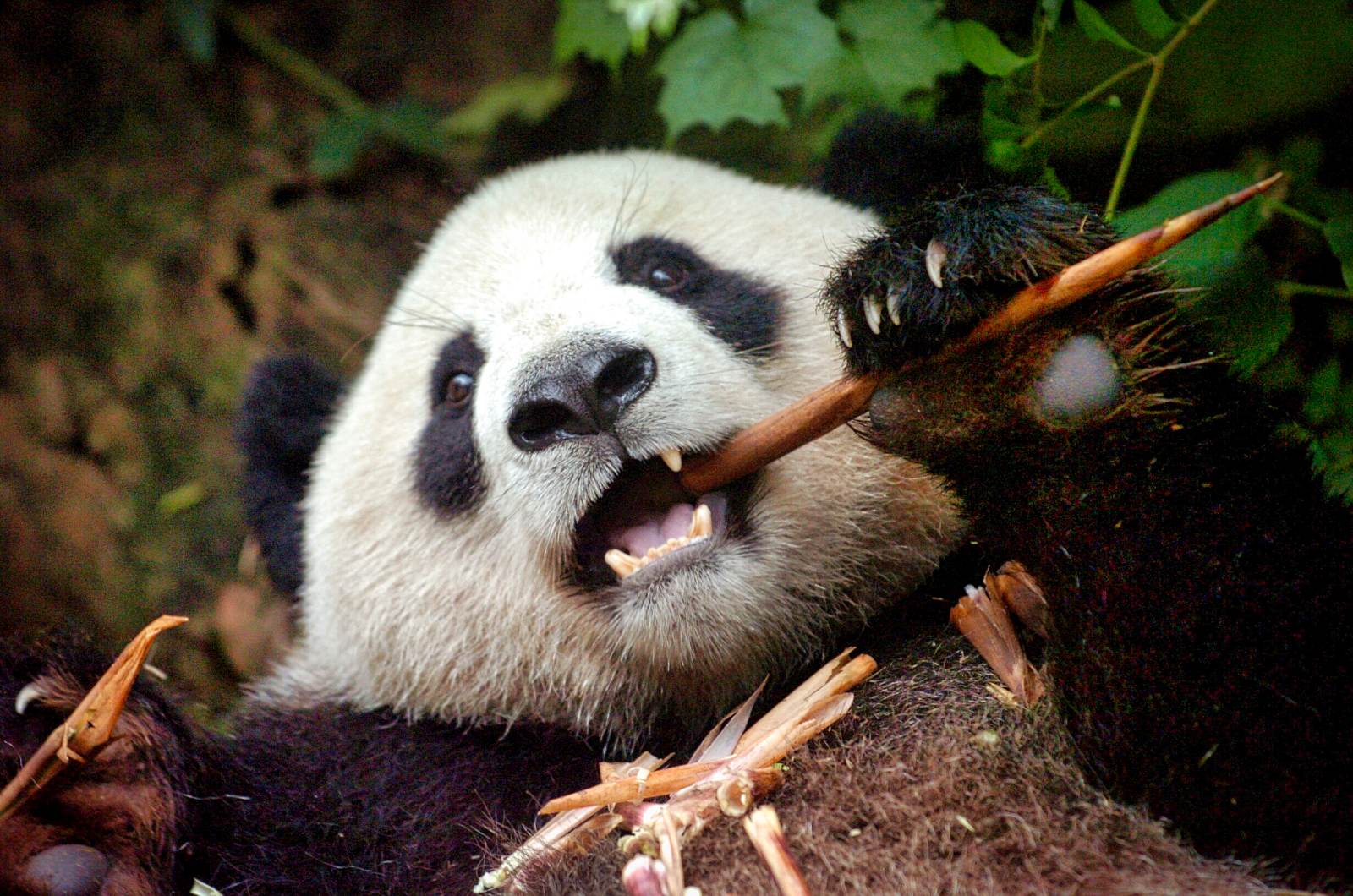 Panda  Chengdu